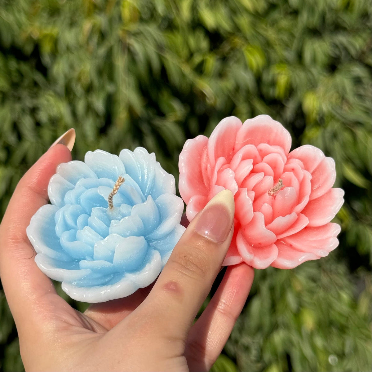 Camellia candle